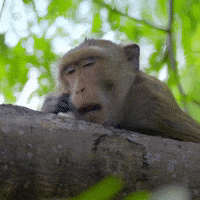 Wildlife gif. Sleepy monkey rests on a tree branch and opens its mouth in a huge yawn, dark hand scratching its eyes and head. 