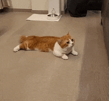 Bolomi GIF