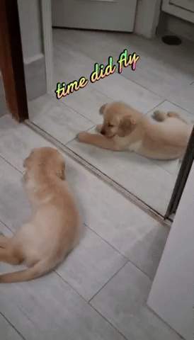 Goldenretriever GIF