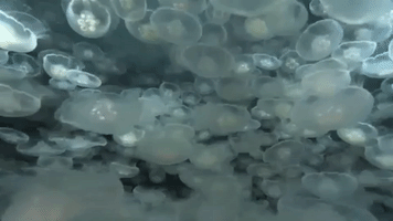 moon jelly jellyfish GIF by Nat Geo Wild