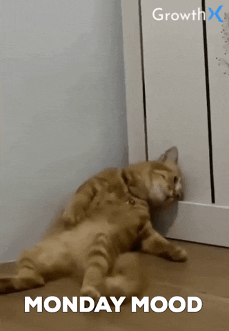 Video gif. Orange tabby cat lying on its back, propped up in a corner with its head resting against a wall. Text, &quot;Monday mood.&quot;