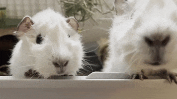 Guinea Pig GIF