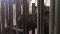 'This is What Extinction Looks Like': Activist Meets Last Sumatran Rhino in Malaysia (File)
