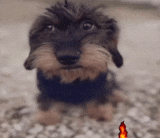 Meme GIF