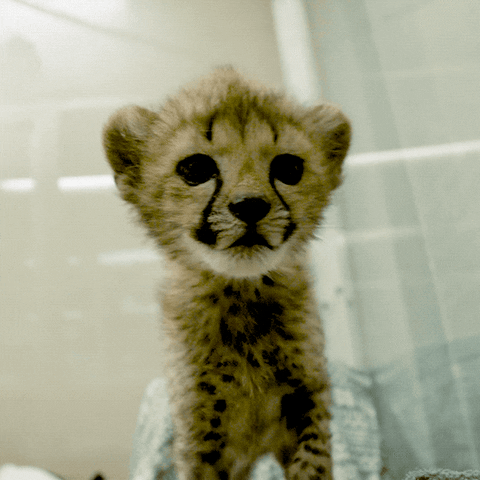 Cute Animal GIFs - Find & Share on GIPHY