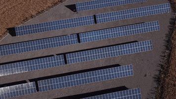 Sementes Cerquinha GIF