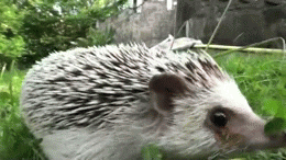 hedgehog