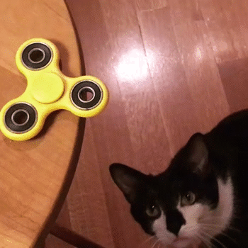 cat confuse GIF