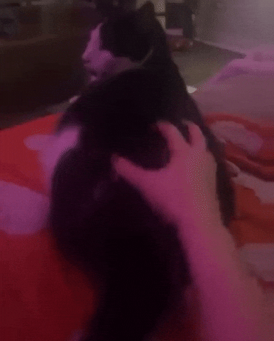 Gigiezy Gigi Chubert Cat GIF