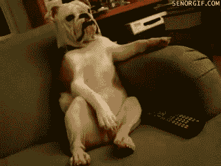 dancing dog gif couch