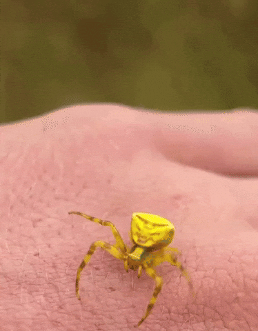 Germany Roman Salute GIF
