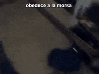 Obedece a la morsa (original) on Make a GIF