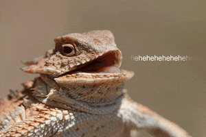 Wildlife gif. Close-up of a horned lizard head as it appears to be laughing. Text, "hehehehehehe."