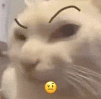 Cat GIF