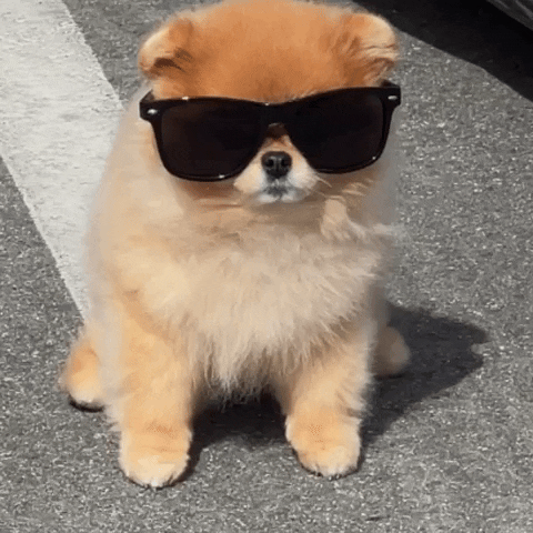 Cool Dog Chill GIF