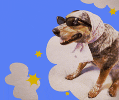 Cattle Dog Jelly GIF by GIPHY Studios 2022