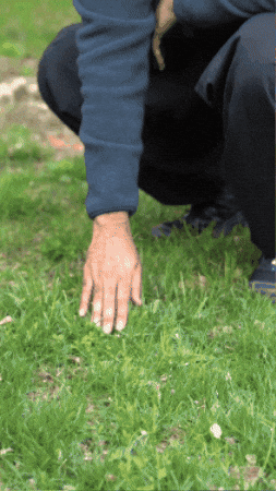 Relax Grass GIF