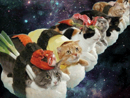Photo gif. Row of cats wrapped up to look like sushi gaze upward as lights flicker in the outer space backdrop behind them.