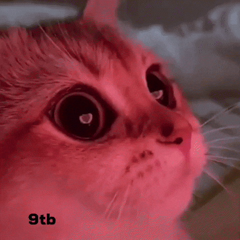 My Eyes Love GIF by Bashar