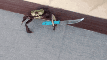knife crab GIF