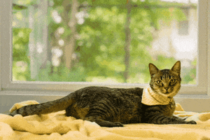 Cat GIF by Mailchimp