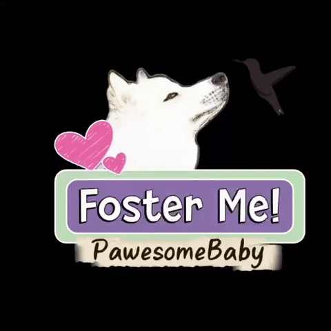 PawesomeBaby GIF