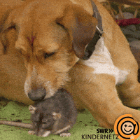 Tiere Bis Unters Dach Dog GIF by SWR Kindernetz