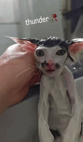 Cat Thunder GIF