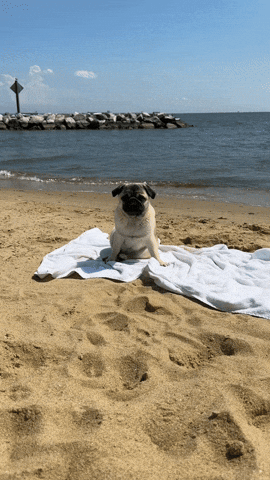 Summer Beach GIF