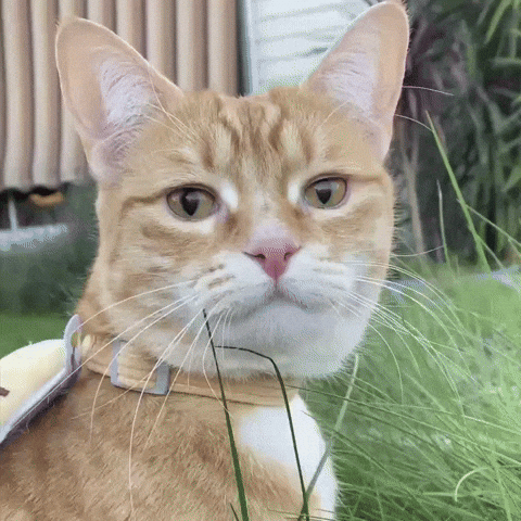 Cat GIF