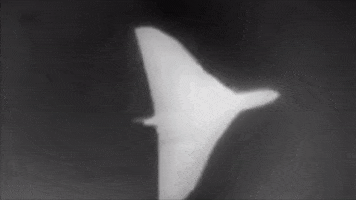 Delta GIF