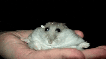 Birthday Hamster GIF