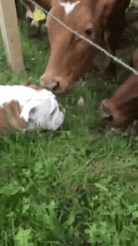 200w.gif