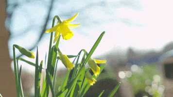 Tulips Daffodils GIF by The University of Bath