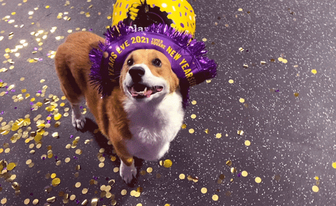New Year Dog GIF by Planet Fitness - Find & Share on GIPHY