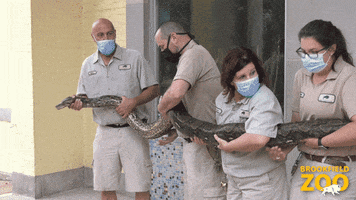 Wild Animals Snake GIF by Brookfield Zoo