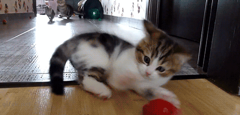 funny cat GIF