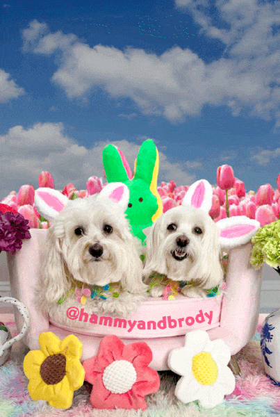 We Love You Dogs GIF by HammyandBrody
