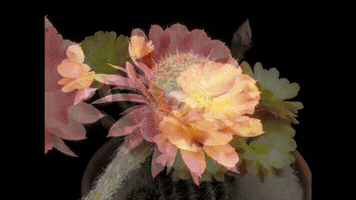 harriotshand  GIF