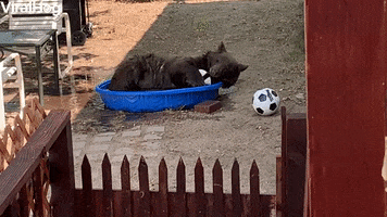Bear Takes A Dip In Doggys Pool GIF by ViralHog