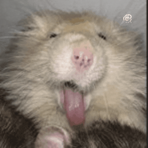 White Rat GIF