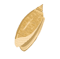 Beach Shell Sticker