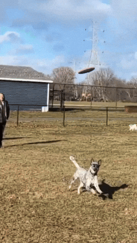 Frisbee Dog GIF