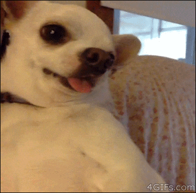 Boze hond GIF