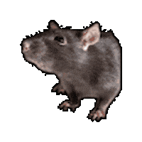 Animated Sticker