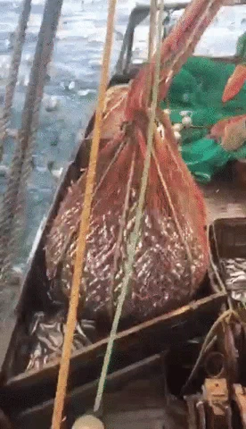 catch hauling GIF