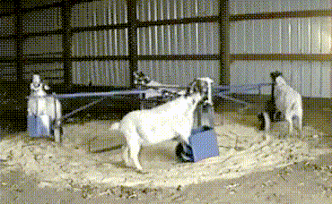 goat exerciser GIF