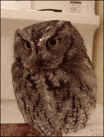 hat dress up GIF