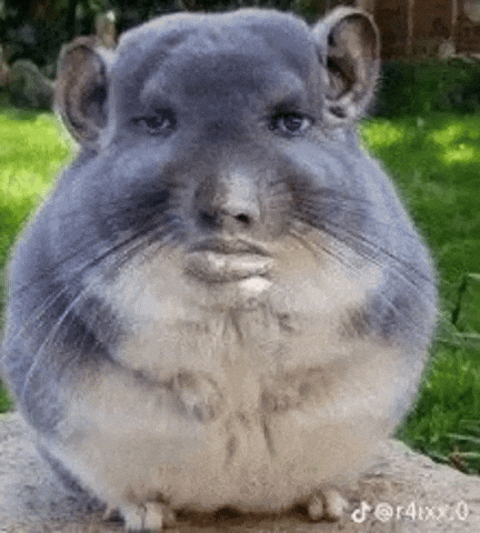 Srijancoolkid Stickers GIF