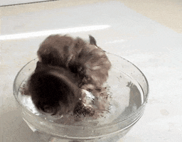 Owl Bath GIFs - Get the best GIF on GIPHY